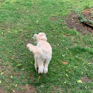 Meet your Posher, Sierra